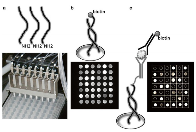 Multiplex ELISA Using Oligonucleotide Tethered Antibodies Protocol